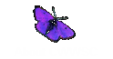 About CWWSC
