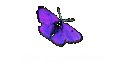 The Expedition