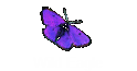 Wild Eagle