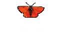 Wild Eagle
